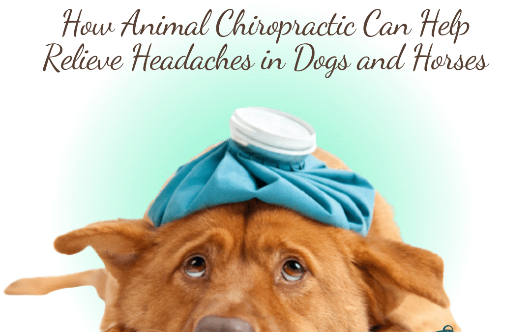 Aches and Pains: How Animal Chiropractic Can Help Relieve Headaches in Dogs and Horses