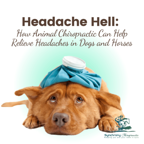 Aches and Pains: How Animal Chiropractic Can Help Relieve Headaches in Dogs and Horses
