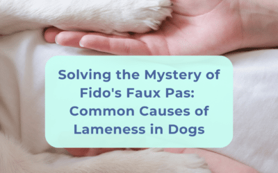 Solving the Mystery of Fido’s Faux Pas: Common Causes of Lameness in Dogs