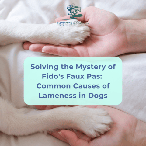 Solving the Mystery of Fido’s Faux Pas: Common Causes of Lameness in Dogs