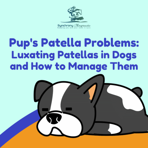 Pup’s Patella Problems: Luxating Patellas in Dogs and How to Manage Them