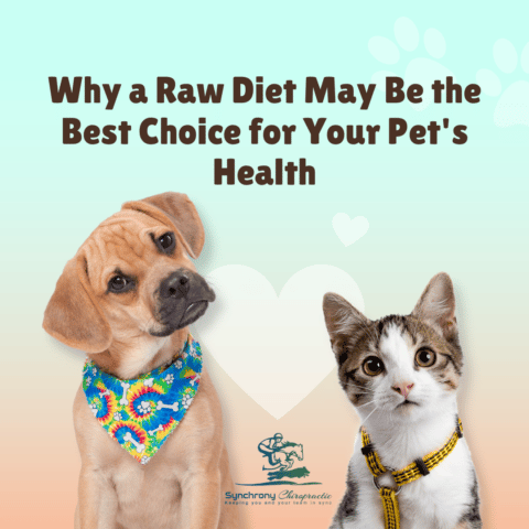 Why a Raw Diet May Be the Best Choice for Your Pet’s Health