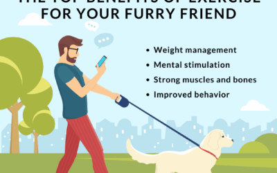 The Top Benefits of Exercise For Your Furry Friend