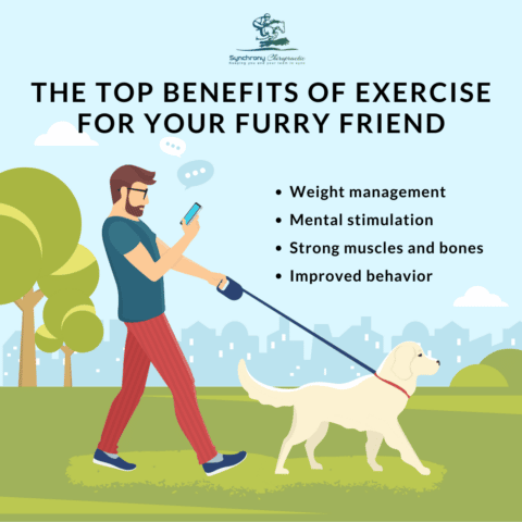 The Top Benefits of Exercise For Your Furry Friend