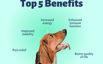 Chiropractic Care for Animals: Top 5 Benefits
