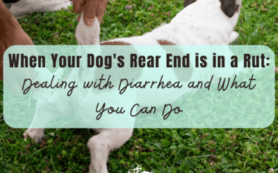 When Your Dog’s Rear End is in a Rut: Dealing with Diarrhea and What You Can Do