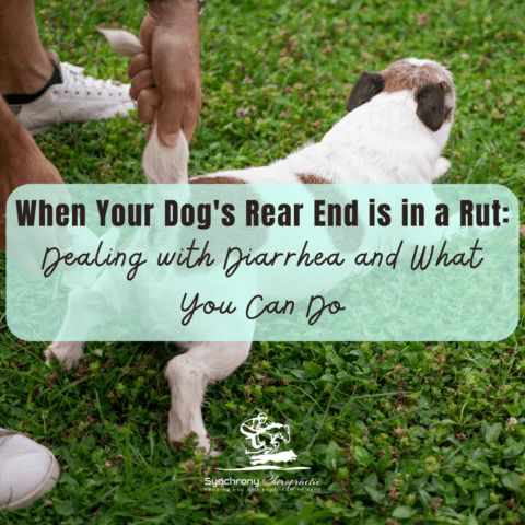 When Your Dog’s Rear End is in a Rut: Dealing with Diarrhea and What You Can Do