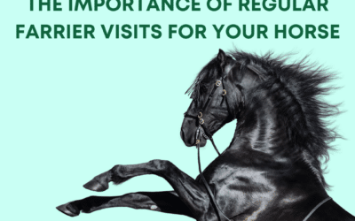 Hold Your Hooves: The Importance of Regular Farrier Visits for Your Horse