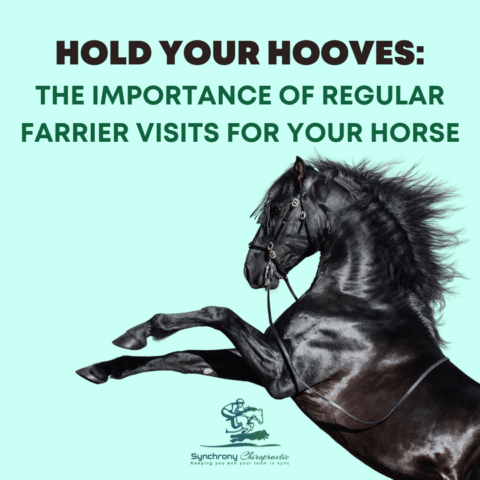 Hold Your Hooves: The Importance of Regular Farrier Visits for Your Horse