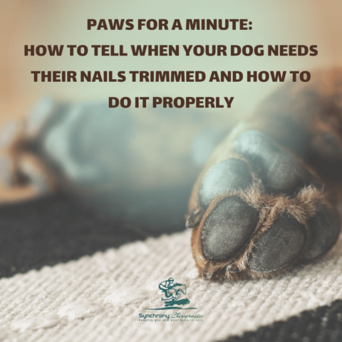 Paws for a Minute: How to Tell When Your Dog Needs Their Nails Trimmed and How to Do it Properly