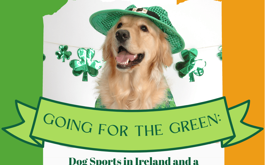 Going for the Green: Dog Sports in Ireland and a Delicious Corned Beef Recipe for St. Patrick’s Day