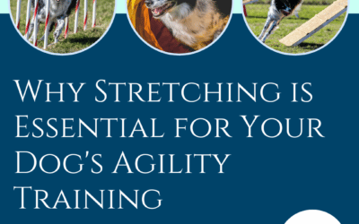 Why Stretching is Essential For Your Dog’s Agility Training