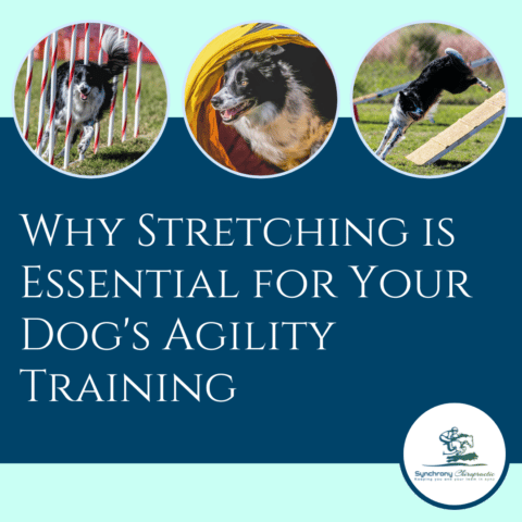 Why Stretching is Essential For Your Dog’s Agility Training