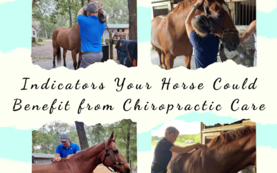 Indicators Your Horse Could Benefit from Chiropractic Care