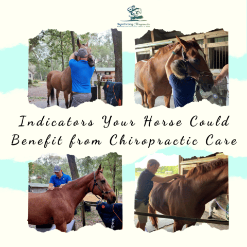 Indicators Your Horse Could Benefit from Chiropractic Care