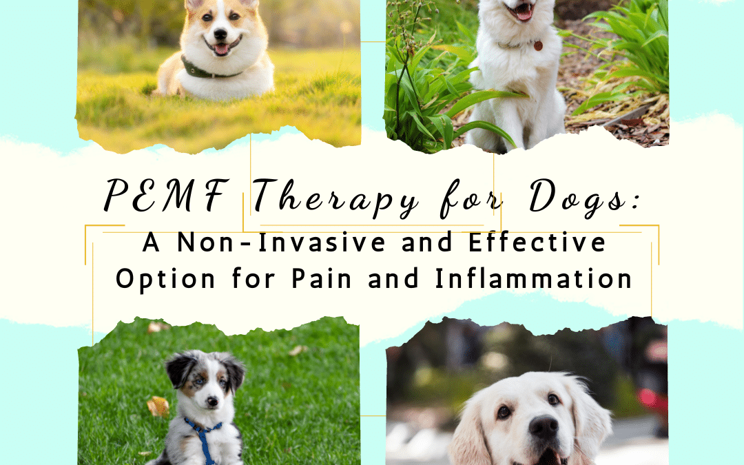 PEMF Therapy for Dogs: A Non-Invasive and Effective Option for Pain and Inflammation