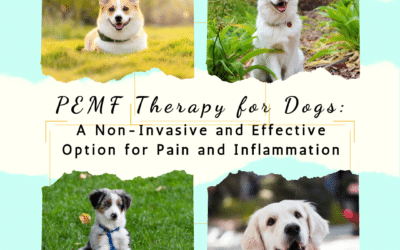 PEMF Therapy for Dogs: A Non-Invasive and Effective Option for Pain and Inflammation