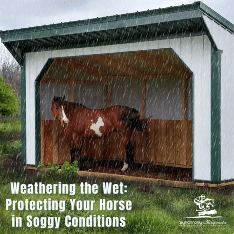 Weathering the Wet: Protecting Your Horse in Soggy Conditions
