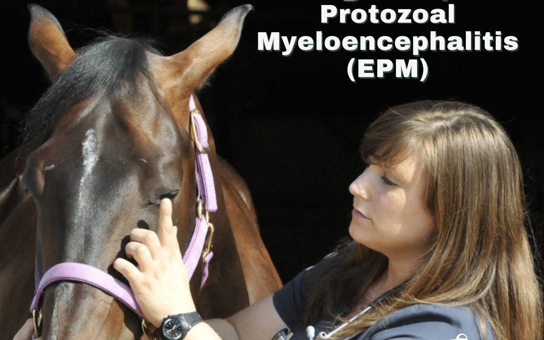 The Silent Invader: Recognizing and Acting on Equine Protozoal Myeloencephalitis (EPM)