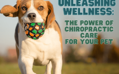 Unleashing Wellness: The Power of Chiropractic Care for Your Pet