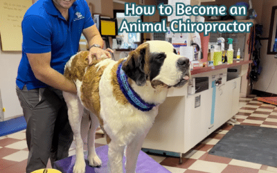 Paving The Path To Paw-sitive Wellness: How to Become an Animal Chiropractor