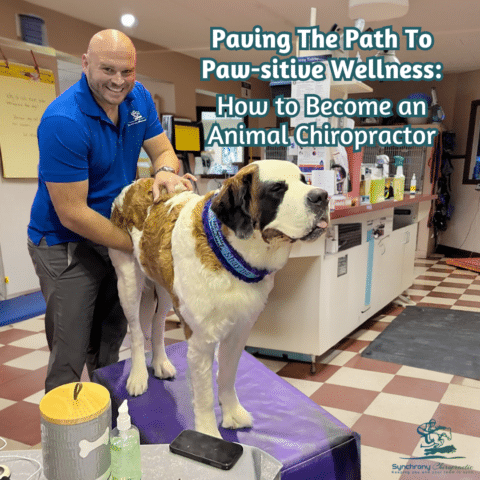 Paving The Path To Paw-sitive Wellness: How to Become an Animal Chiropractor