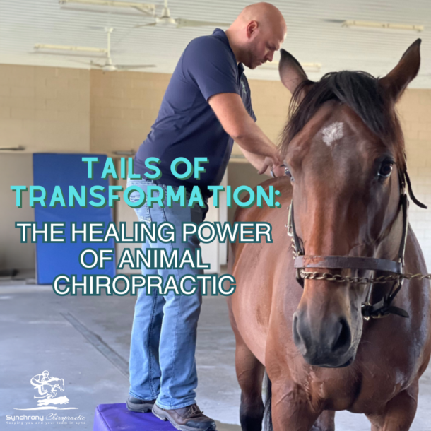 Tails of Transformation: The Healing Power of Animal Chiropractic