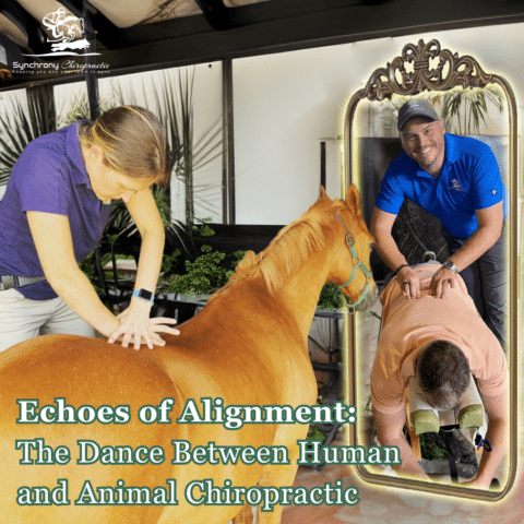 Echoes of Alignment: The Dance Between Human and Animal Chiropractic