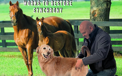 The Healing Touch: How Animal Chiropractic Works to Restore Synchrony