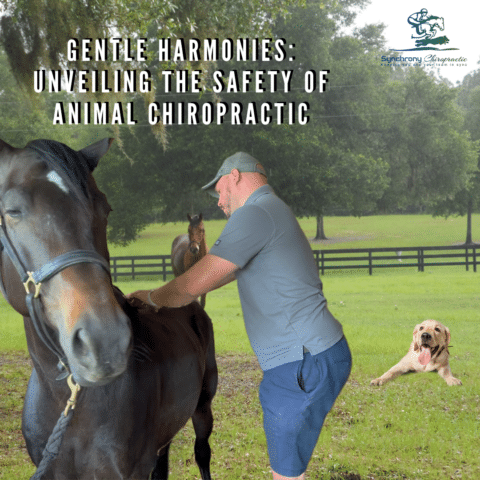 Gentle Harmonies: Unveiling the Safety of Animal Chiropractic