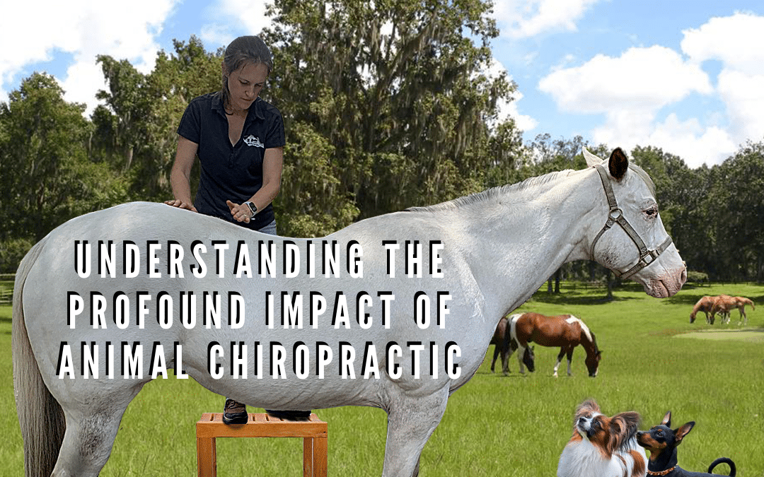 Understanding the Profound Impact of Animal Chiropractic