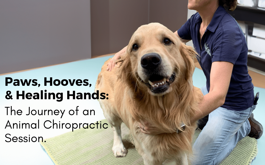 Paws, Hooves, & Healing Hands: The Journey of an Animal Chiropractic Session
