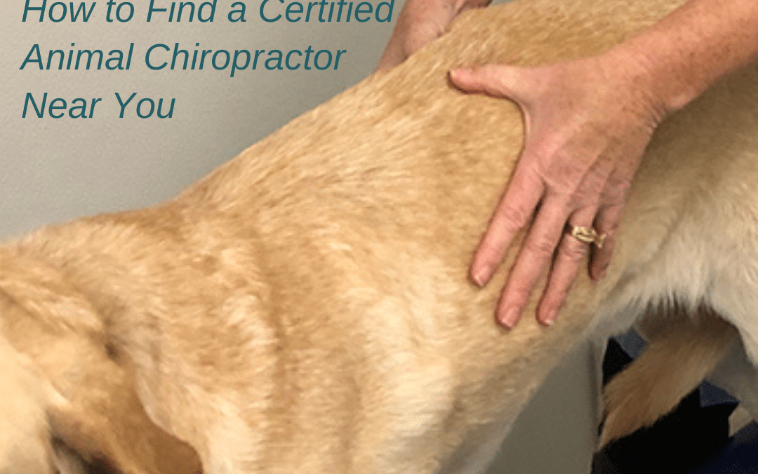 Ensuring the Best Care for Your Pet: How to Find a Certified Animal Chiropractor Near You