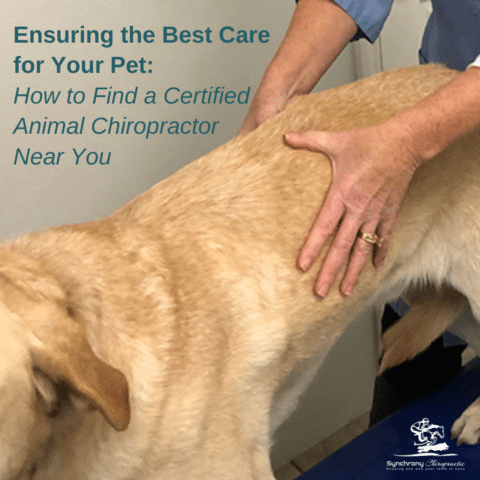 Ensuring the Best Care for Your Pet: How to Find a Certified Animal Chiropractor Near You
