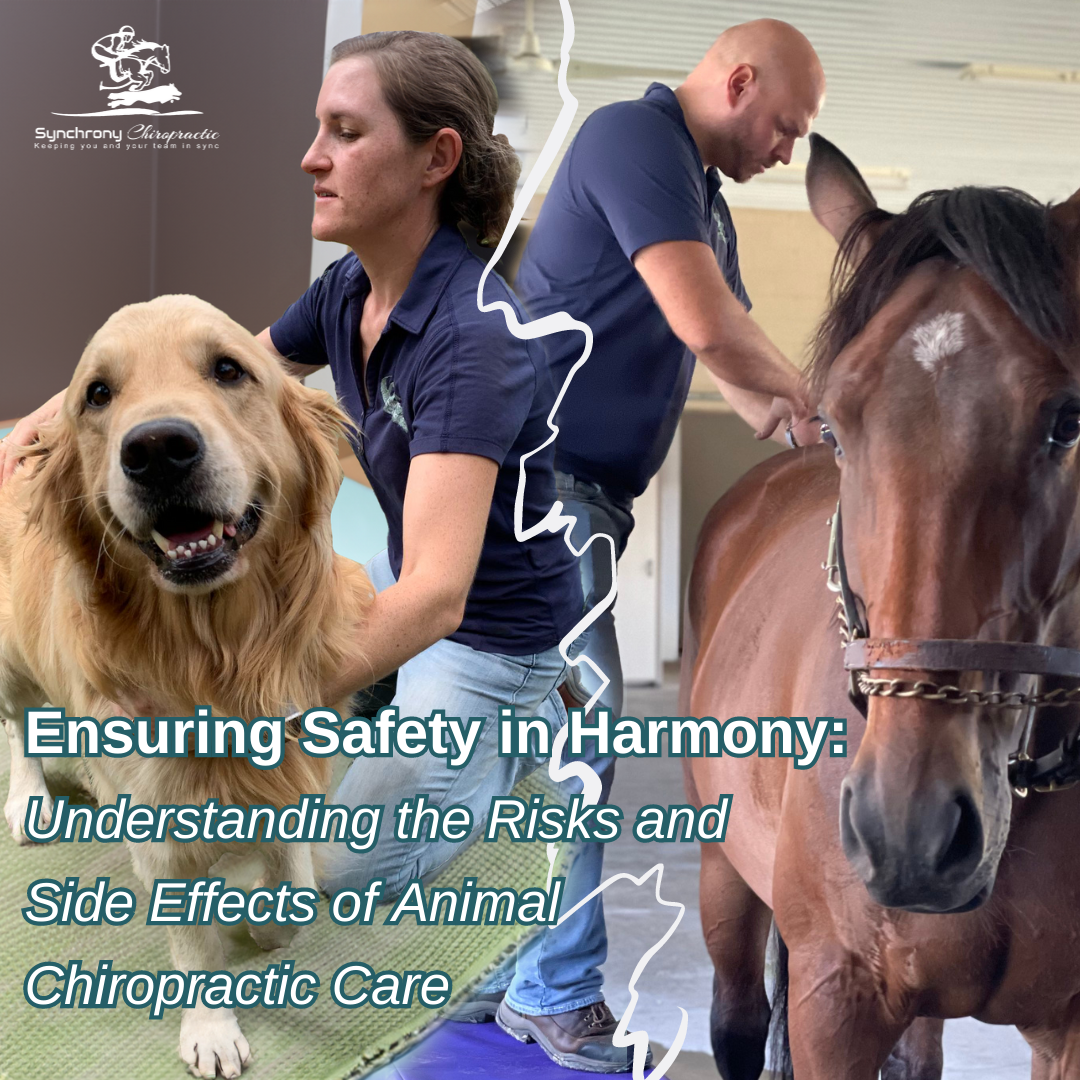 Ensuring Safety in Harmony: Understanding the Risks and Side Effects of Animal Chiropractic Care