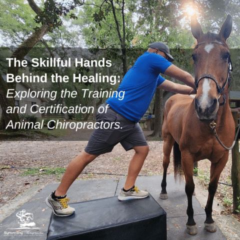 The Skillful Hands Behind the Healing: Exploring the Training and Certification of Animal Chiropractors