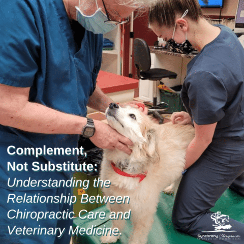 Complement, Not Substitute: Understanding the Relationship Between Chiropractic Care and Veterinary Medicine