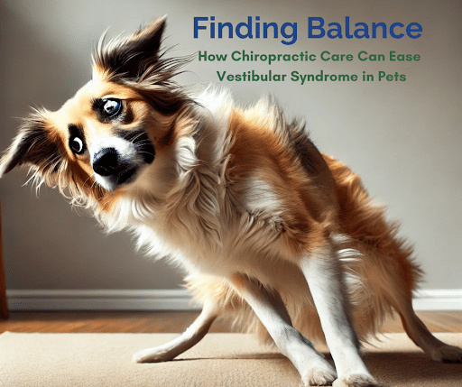 Finding Balance: How Chiropractic Care Can Ease Vestibular Syndrome in Pets