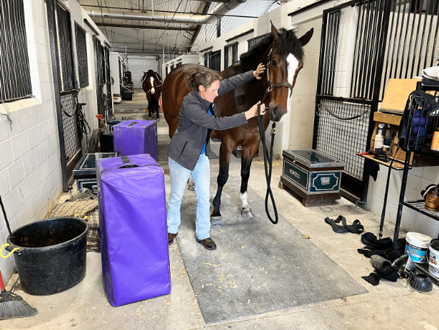 The Benefits of Chiropractic Care for Horses