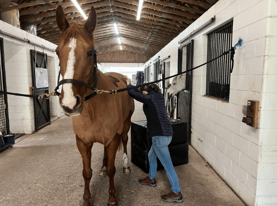 Case Study: Chiropractic Adjustment for a Horse with Hip Misalignment