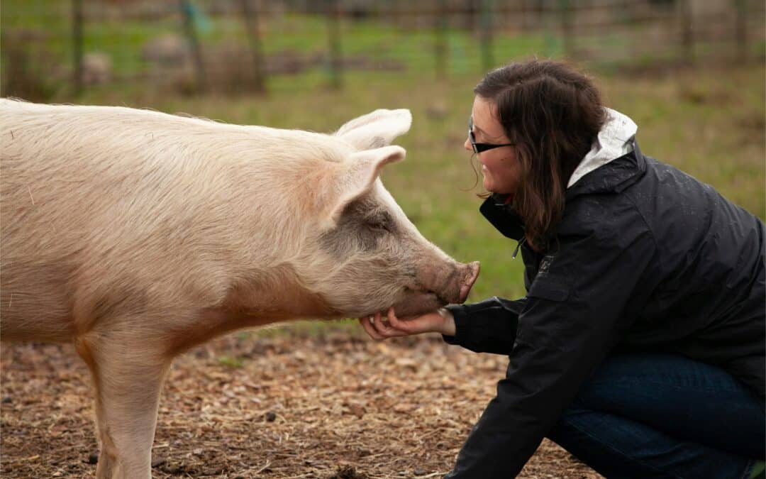 How Chiropractic Helps Pigs in Farming Environments