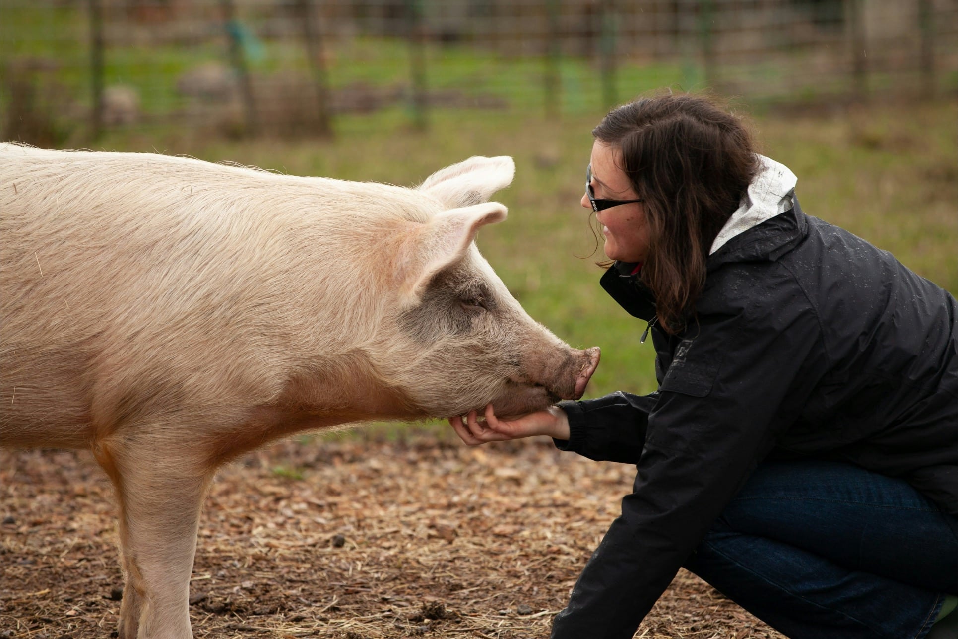 How Chiropractic Helps Pigs in Farming Environments