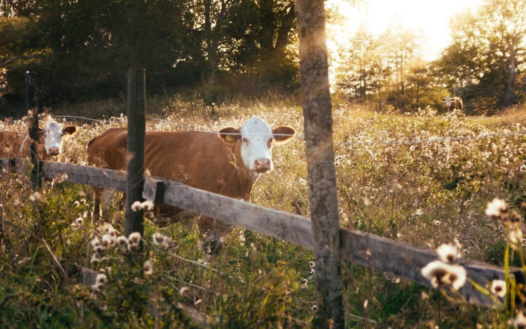 The Role of Chiropractic in Cattle Health