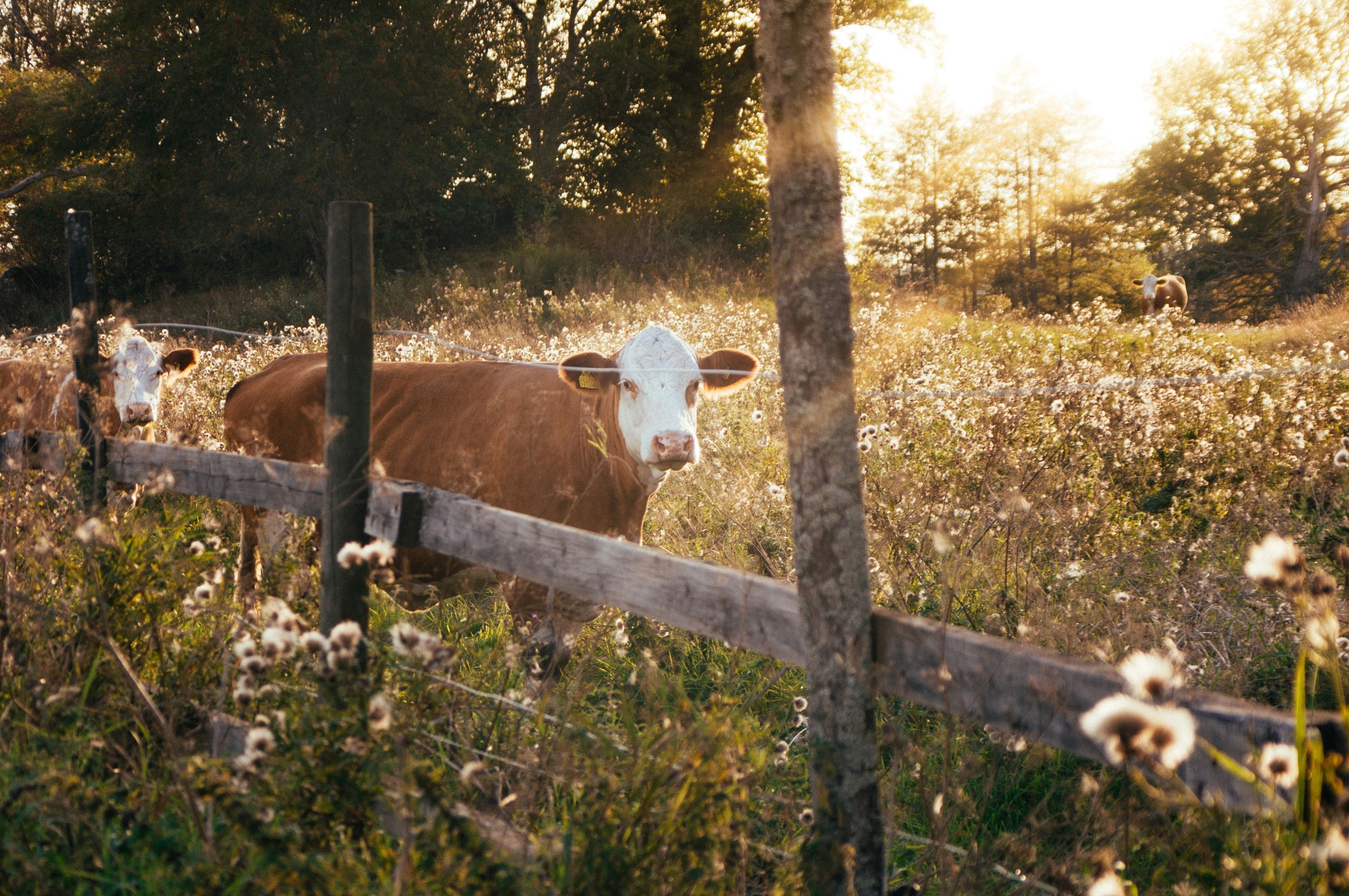 The Role of Chiropractic in Cattle Health