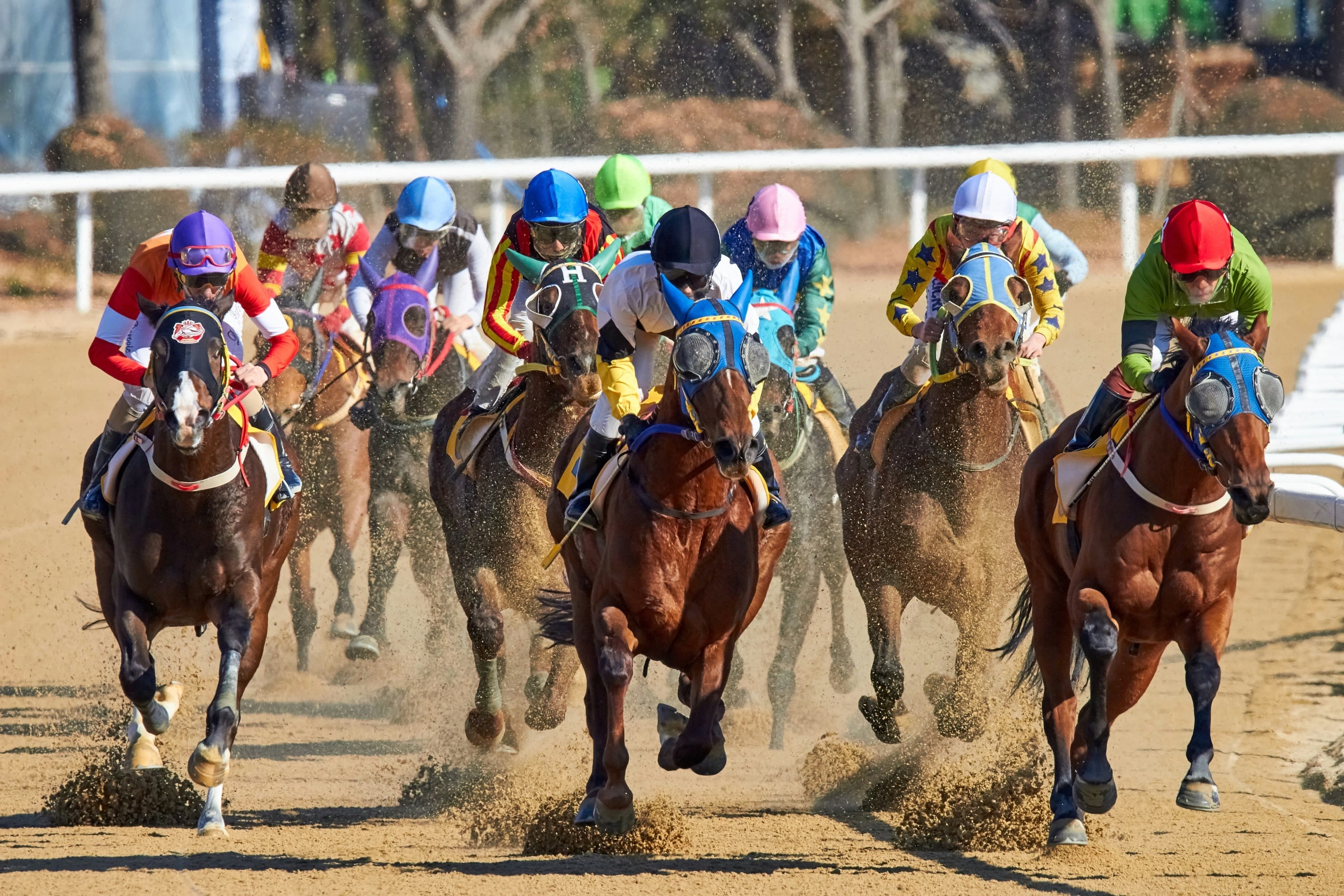 Preventing Injuries in Competitive Horses Through Chiropractic Care