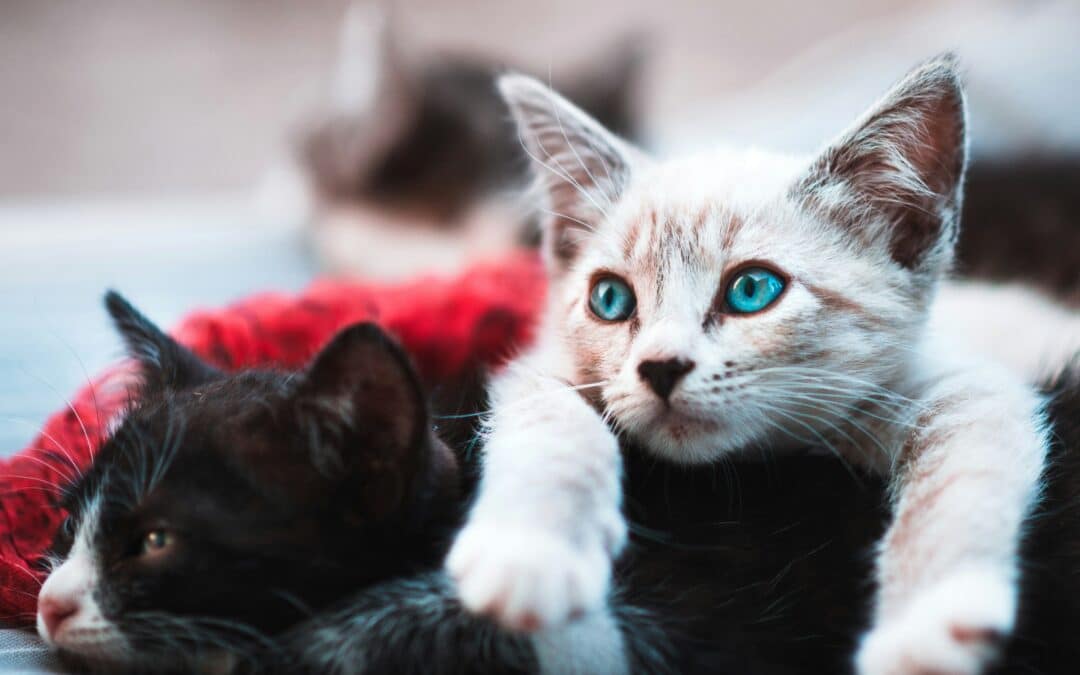 The Role of Chiropractic in Feline Mobility