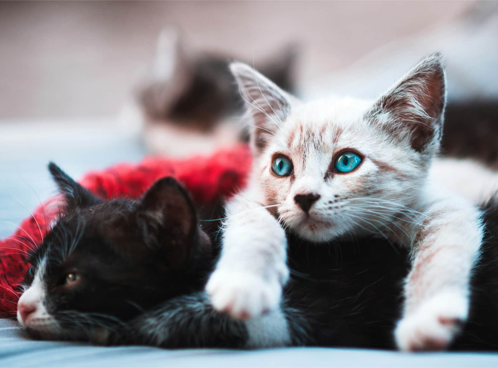 The Role of Chiropractic in Feline Mobility