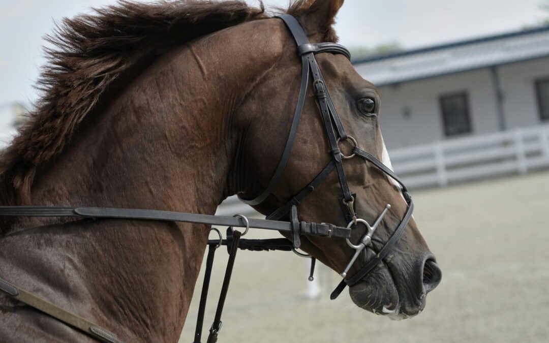 Improving Horse Performance with Chiropractic