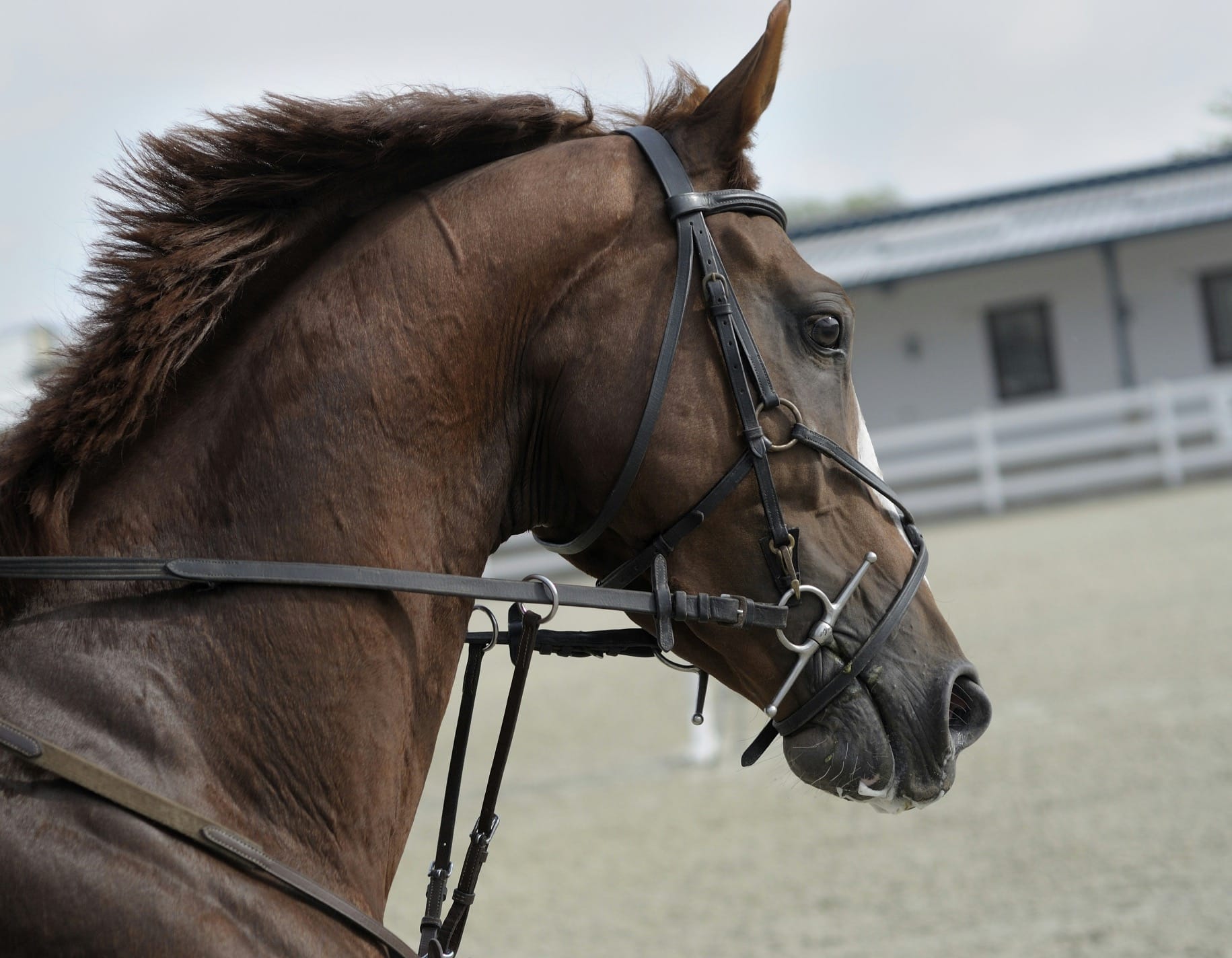 Improving Horse Performance with Chiropractic